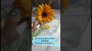 데코드지윤 거베라컨디셔닝하는법 거베라다듬는법flower gerbera conditioning 거베라꽃다듬기 꽃컨디셔닝방법 플로리스트유지윤 꽃다듬는법 꽃정리 꽃시장 거베라쓰는법