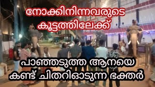 പാഞ്ഞാടുത്ത ആനയെ കണ്ട് ചിതറിഓടുന്ന ഭക്തർ😱🙆‍♂️#viral#shortvideos#subscribe #funny#viralvideos#animals