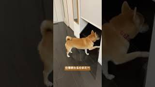 在宅勤務に翻弄される柴犬