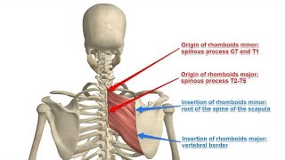 പുറം വേദന അനുഭവിക്കുന്നുണ്ടോ (Rhomboid Nerve )