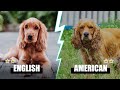 english cocker spaniel vs american cocker spaniel which one is better