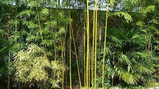 Mon plus gros bambou, le Phyllostachys vivax Huangwenzhu.