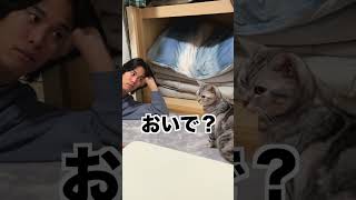 【アルル】友達の家の猫が可愛すぎる…. #shorts