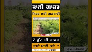 🔴'ਕਾਲੀ ਗਾਜਰ' ਕਰਦੀ ਕਈ ਬਿਮਾਰੀਆਂ ਦੂਰ..! Ravi Chaina | Organic Farming | Organic | #shorts #viralshorts