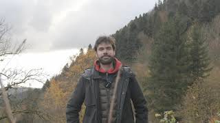 Les forêts Miyawaki , un autre regard sur la forêt