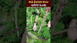 Elephants Attacks Coffee Land | ಕಾಫಿತೋಟದ ಮೇಲೆ ಆನೆಗಳ ದಾಳಿ | Chikkamagalur | Viral Video | N18V