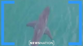 Shark sightings: Researchers warn of great whites near Cape Cod | Morning in America