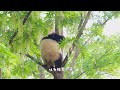 花花 是谁说我吓得不敢动的？我只是不想下~hehua hanged out on the tree 20220401