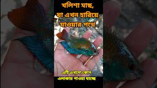 খলিশা মাছ, যা এখন হারিয়ে যাওয়ার পথে #মাছচাষ #fishing #fishinglife #fishfeeding #viralvideo #খলিশা