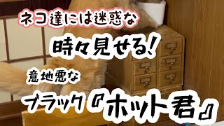 ネコ達に迷惑な……時々正体を現す意地悪ブラック『ホット君』ww@hotto510 #ゴールデンレトリバー#ホットちゃんねる #愛犬#新上五島町