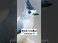 black crested titmouse ♥️💚💙