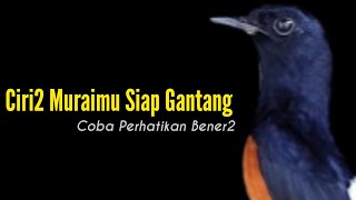 Kenali Muraimu Siap Untuk Di Gantang || Bengkel Murai Batu