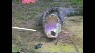 1980'S FLORIDA GATOR HUNTING