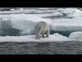 polar bear seen on greenland expedition with north sailing