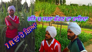 ਪਾਪੂਲਰ ਚ ਮੱਕੀ ਬੀਜੋ / ਕਣਕ ਤੇ ਜੀਰੀ ਨਾਲੋ ਫਾਇਦਾ / Malkeet Bai