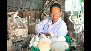 अब नेपालमै गर्न सकिन्छ दुधे च्याउको खेती...#Milky_mushroom_in_Nepal.