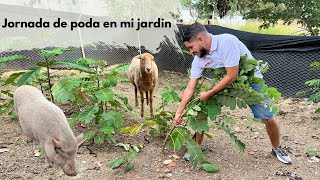 Jornada de Jardinería | podando para hacer un cambio en el jardin