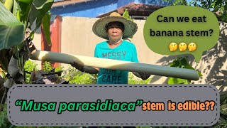 🔴 PISANG BETUL || Cara Mengambil Umbut Pisang