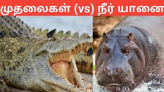 நீர் யானை vs முதலைகள்/ விலங்குகள் சண்டை part 13 / Tamil Display