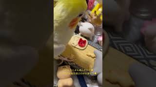 オカメインコのチョコボのイブニングルーティン 2025.1.10