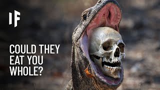 What If You Were Attacked by a Komodo Dragon?
