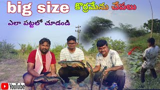 Snakehead fish hunting telugu || how to catch snakehead fish కొర్రమేను చేపలు ఎలా పట్టాలో చూడండి