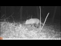 fox eating a deer gut pile on critter cam