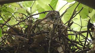 20210322 水萍塭公園鳳頭蒼鷹 – 生蛋快樂！