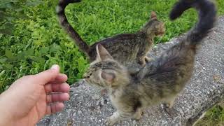 Fluffy Tail Tabby  Cat And Its Sibling Came For Food