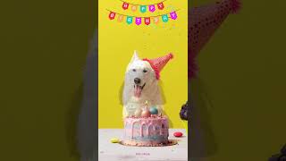 生日快樂歌--狗狗的生日音樂｜Happy Birthday Music for Dog｜節慶音樂｜慶生｜祝福｜音樂欣賞｜不是AI做的曲子｜歡迎混音使用請標示來源即可｜ #happybirthday