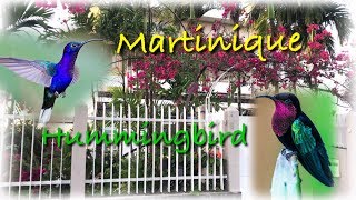 #Hummingbirdนกฮัมมิงเบิร์ด #Colibri# นกที่เล็กที่สุดในโลก#Martinique #Koy Life in Martinique