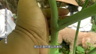 野生八角莲非常的稀少，被列入二级保护植物，千万不要采挖盗卖 #植物科普  #一日一植物  #农村生活  #乡村守护人