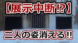 【展示中断⁉】二人の姿消える‼シロクマの母娘💗採血⁈【天王寺動物園】