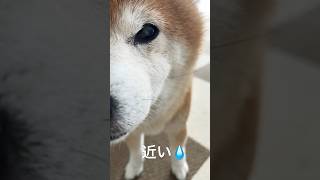 近すぎる柴犬😂#dog  #しばいぬ  #shiba  #犬　#いぬ