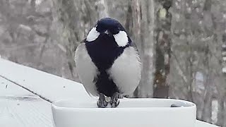 シジュウカラ、両足そろえてめちゃかわいい食事！！！（2022/03/08 八ヶ岳本日のかわいいお客さま速報)