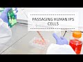 Passaging Human iPS Cells | REPROCELL