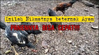 Inilah Nikmatnya beternak Ayam!!! Panennya bisa Cepat dan Kapan saja!