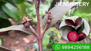 மலேசியா சிவப்பு கொய்யா செடிகள் பழங்களுடன் கிடைக்கும் | Malaysian Red Guava