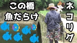 橋の下がパラダイス過ぎた【陸女王修行】