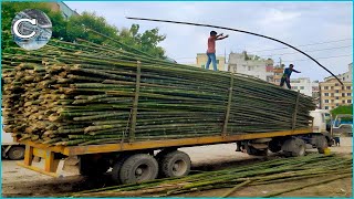 How Bamboo Products Are Made: From Planting Bamboo to Toothbrush Factory