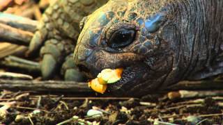 Seychelles Aldabra Giant Tortoises