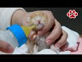 保護子猫2日目　先に甘えさせてとミルクを拒否する子猫、産まれて初めてうんちをした 【瀬戸の茶白日記】