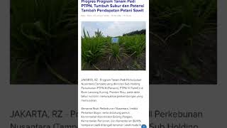 Progres Program Tanam Padi PTPN, Tumbuh Subur dan Potensi Tambah Pendapatan Petani Sawit