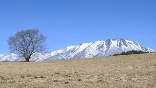 岩手山と小岩井一本桜 2015.4月初旬 | 盛岡 ホテルエース盛岡 観光おすすめ情報