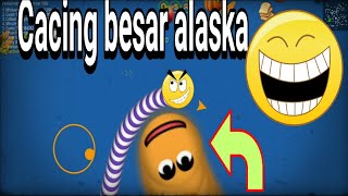 Jebak Cacing Besar Alaska Langsung Top 1 | worms zone
