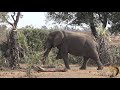 beautiful elephant tusker at sweni waterhole kruger national park