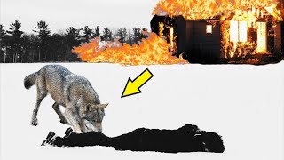 The wolf saved the forester from the fire, but then something terrible happened that brought tears