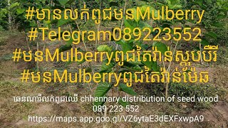 #មនMulberryពូជតៃវ៉ាន់ស្តុបបឺរី #មនMulberryពូជតៃវ៉ាន់ម៉ែឆ