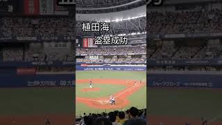 阪神タイガース。植田海選手。盗塁成功！