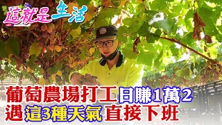 【這就是生活】不像柬埔寨會被摘器官!澳洲打工度假實錄 天堂的工作!超過36度、下雨、或沙塵暴就直接下班 葡萄打工真的能賺大錢?一天就可賺1萬2千台幣 @中天財經頻道CtiFinance